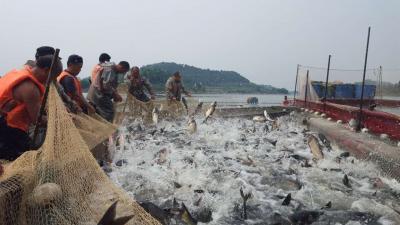 绵阳迎宾市场罗老板采购生态鱼800斤